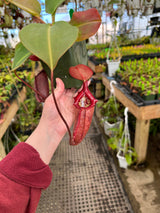 Nepenthes rajah x robcantleyi BE-4019