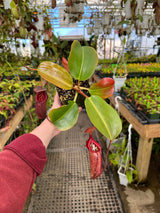 Nepenthes rajah x robcantleyi BE-4019