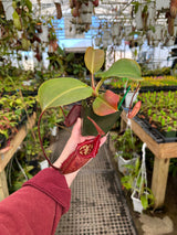 Nepenthes rajah x robcantleyi BE-4019