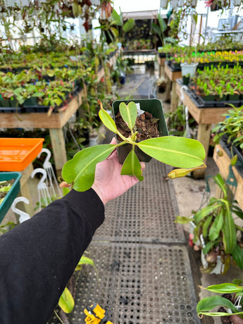 Nepenthes veitchii x lowii BE-4006 *SPECIMENS*