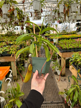 Nepenthes singalana x burkei BE-3878 *SPECIMEN*