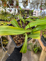 Nepenthes ventricosa x ephippiata *ROOTED CUTTINGS*