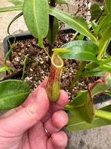 Nepenthes burkei *ROOTED CUTTINGS*