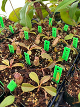 Nepenthes robcantleyi x (aristolochoides x spectabilis) BE-3966