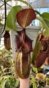 Nepenthes robcantleyi "Queen of Hearts" x "King of Spades" BE-3517
