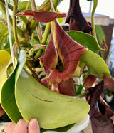 Nepenthes robcantleyi "Queen of Hearts" x "King of Spades" BE-3517