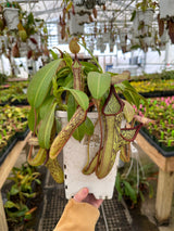Nepenthes x Fairyland (Leilani Nursery) *ROOTED CUTTINGS*