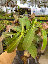 Nepenthes x Fairyland (Leilani Nursery) *ROOTED CUTTINGS*
