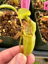Nepenthes ovata BE-3919