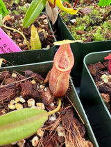 Nepenthes ovata BE-3919