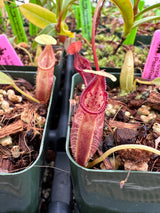 Nepenthes ovata BE-3919