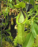 Nepenthes hamata x robcantleyi BE-3755