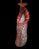 Nepenthes spectabilis x bongso BE-3991