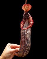 Nepenthes spectabilis x bongso BE-3991