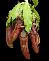 Nepenthes sumadera BE-3172