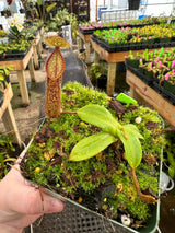Nepenthes hamata BE-3380 (G. Lumut)