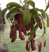 Nepenthes x Ventrata *ROOTED CUTTINGS*