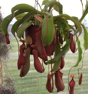 Nepenthes x Ventrata *ROOTED CUTTINGS*