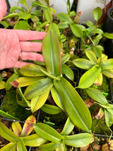 Nepenthes sibuyanensis x hamata BE-3562