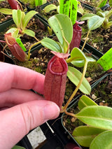 Nepenthes robcantleyi x jacquelineae BE-4028