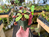 Nepenthes (veitchii x lowii) x (burbidgeae x edwardsiana) BE-3980 *SPECIMENS*