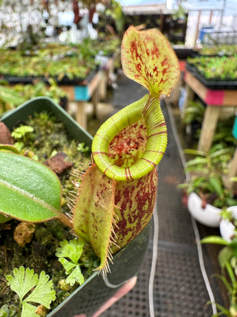 Nepenthes ampullaria x (veitchii x lowii) BE-4027