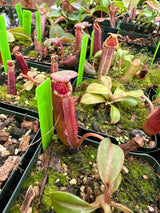 Nepenthes veitchii x lowii BE-4006
