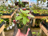 Nepenthes rajah BE-3152