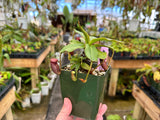 Nepenthes rajah BE-3152