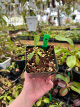 Nepenthes flava BE-3652
