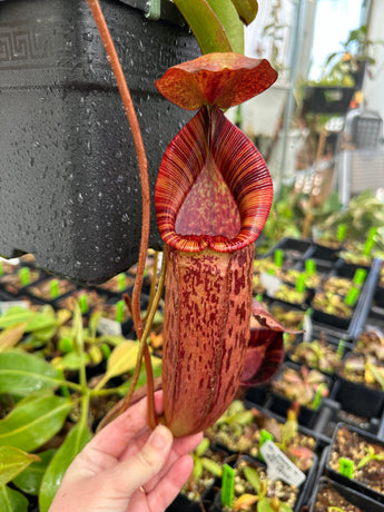 Nepenthes (veitchii x lowii) x spectabilis BE-3400