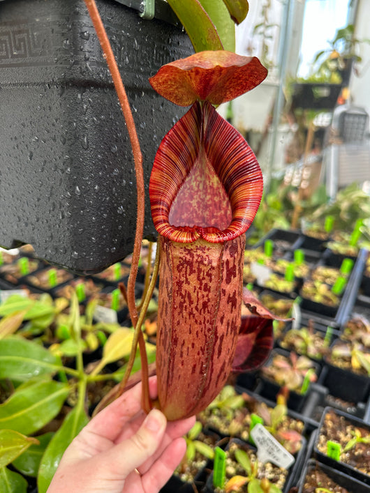 Nepenthes (veitchii x lowii) x spectabilis BE-3400