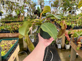 Nepenthes platychila x robcantleyi BE-3946