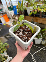 Nepenthes rafflesiana white EP x 'fukakusa'