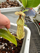 Nepenthes rafflesiana white EP x 'fukakusa'