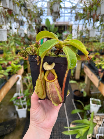 Nepenthes villosa x veitchii BE-4016 *SEED-GROWN SPECIMEN*