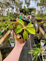 Nepenthes villosa x veitchii BE-4016 *SEED-GROWN SPECIMEN*