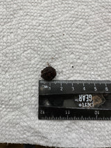 Amorphophallus konjac (dormant corms)