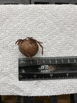 Amorphophallus konjac (dormant corms)