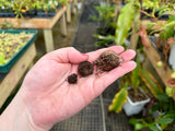 Amorphophallus konjac (dormant corms)