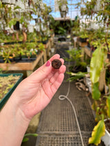 Amorphophallus konjac (dormant corms)