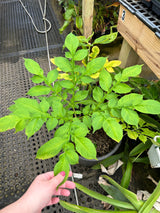 Amorphophallus konjac (dormant corms)
