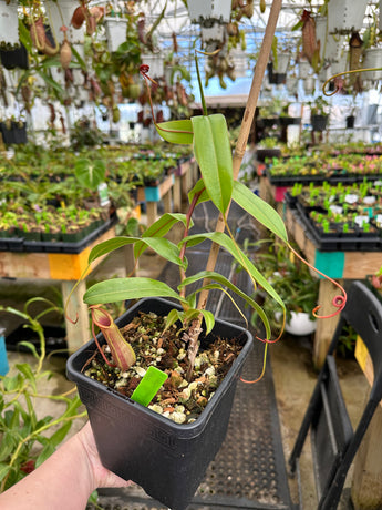 Nepenthes ventricosa x tentaculata *ROOTED CUTTINGS*