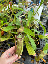 Nepenthes x Fairyland (Leilani Nursery) *ROOTED CUTTINGS*