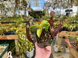 Nepenthes ramispina x robcantleyi BE-3939