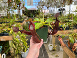 Nepenthes ramispina x robcantleyi BE-3939