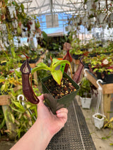 Nepenthes ramispina x robcantleyi BE-3939