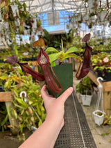 Nepenthes ramispina x robcantleyi BE-3939