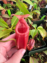 Nepenthes (veitchii x mira) x (burbidgeae x edwardsiana) BE-3992