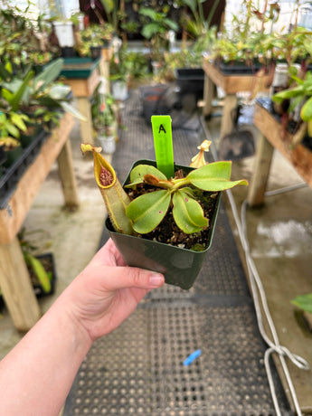 Nepenthes veitchii BE-3734 'Bario squat' (red-striped) *SPECIMEN*